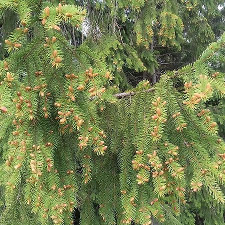 Pensiunea Gentiana Vatra Dornei Εξωτερικό φωτογραφία