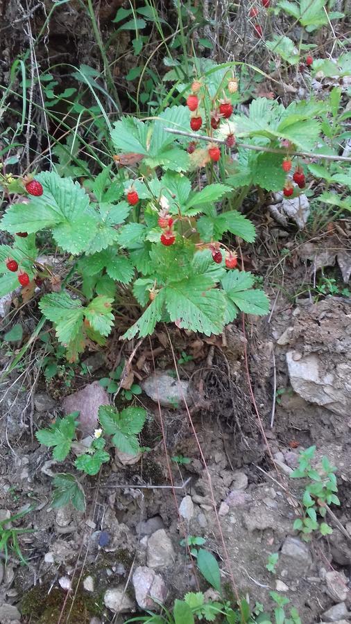 Pensiunea Gentiana Vatra Dornei Εξωτερικό φωτογραφία