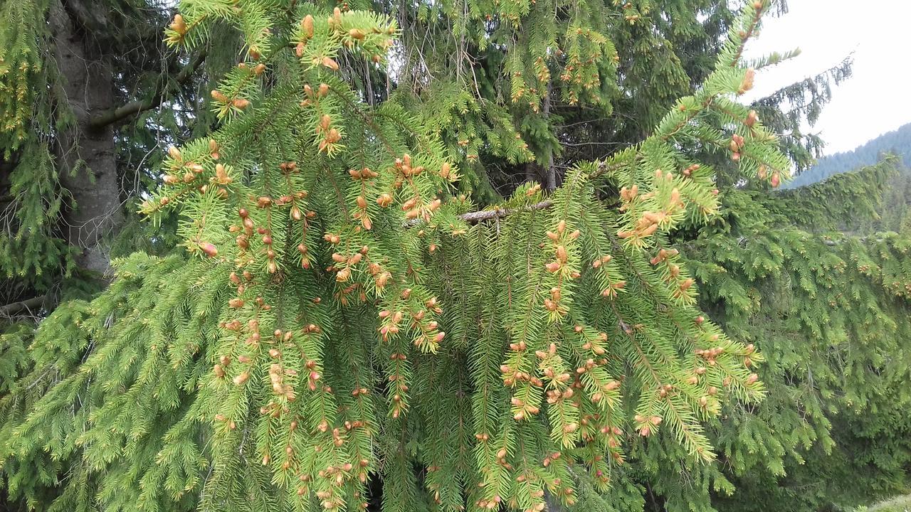 Pensiunea Gentiana Vatra Dornei Εξωτερικό φωτογραφία