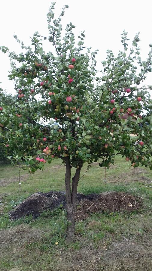 Pensiunea Gentiana Vatra Dornei Εξωτερικό φωτογραφία