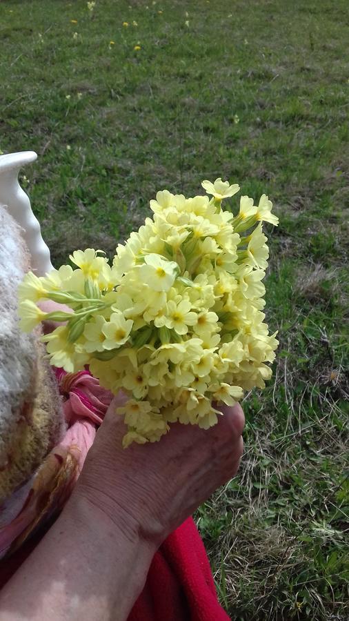 Pensiunea Gentiana Vatra Dornei Εξωτερικό φωτογραφία
